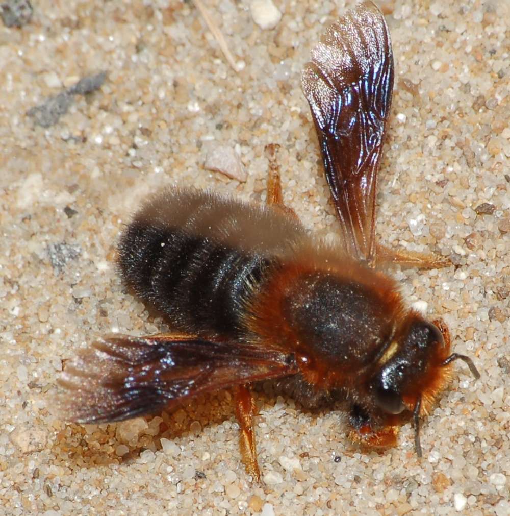 Documentazione Sfarfallamento Chalicodoma sicula dal nido